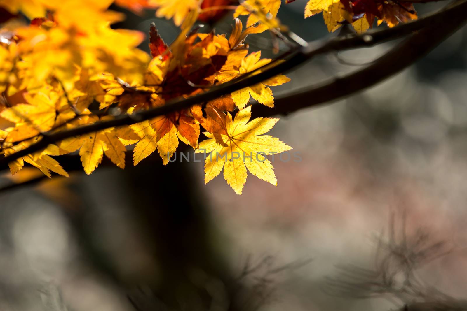 autumn  fall background by vichie81