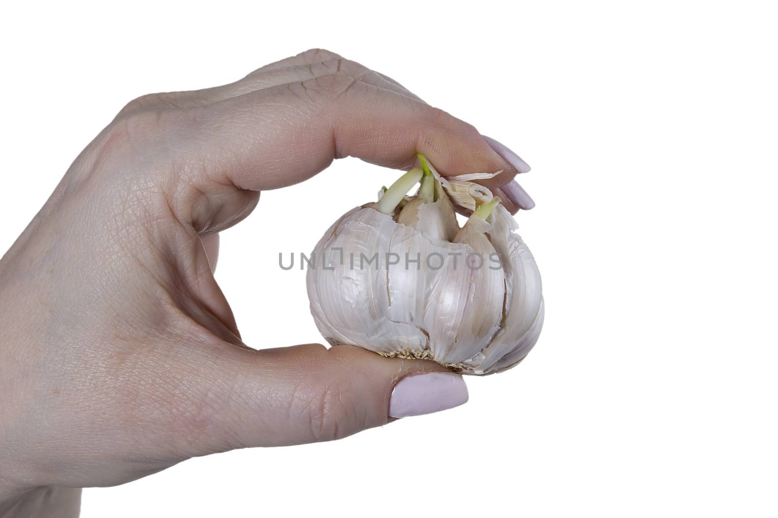 Garlic in hand by VIPDesignUSA