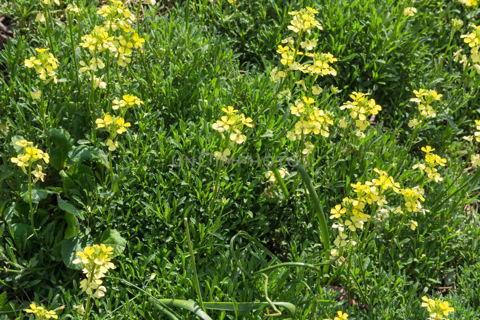 Buttercup flower, buttercup Ranunculus acris in a meadow on a summer day.