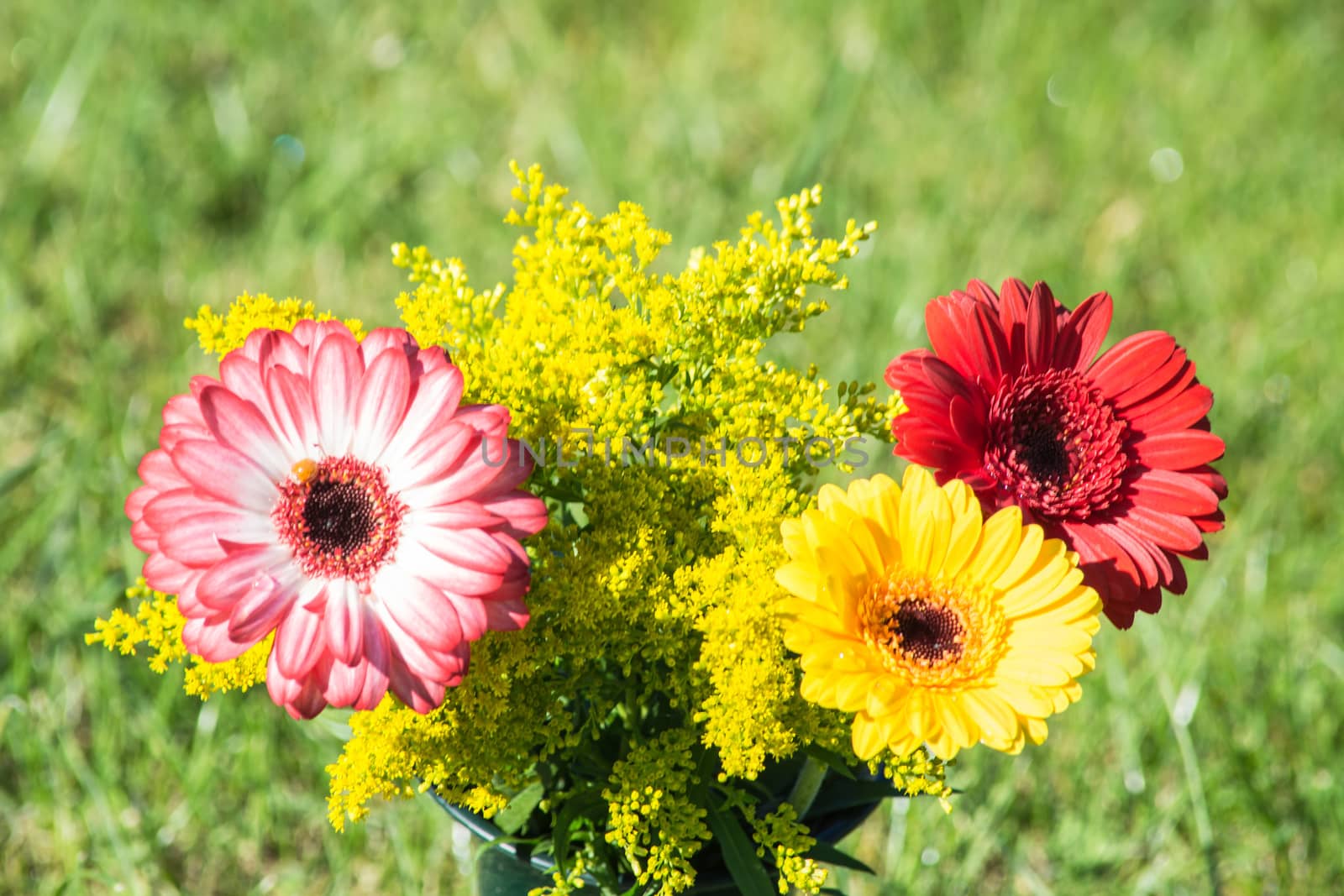 Colorful differently colored autumn flowers in the late summer sun. In the background meadows bokeh.