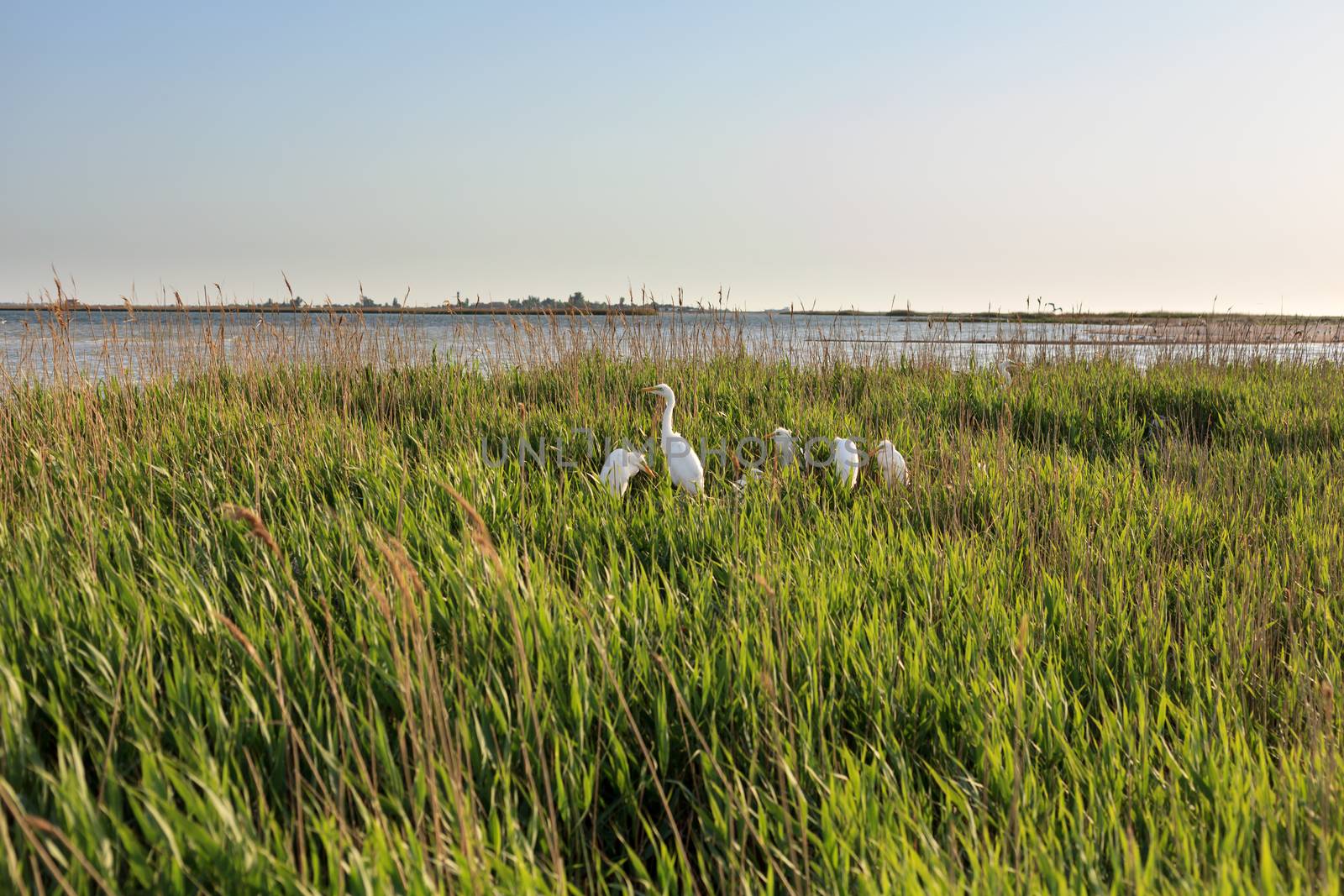 Family of white herons in the reeds