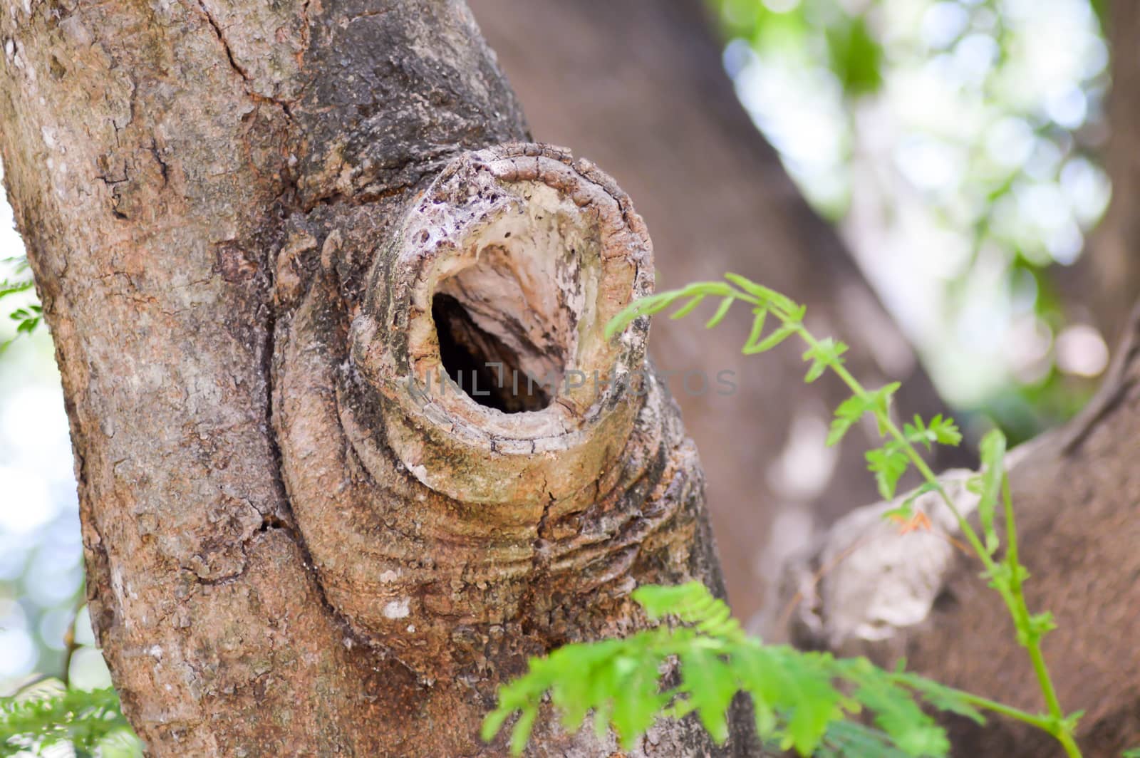 Hollow of a tree trunk at the site by Philou1000