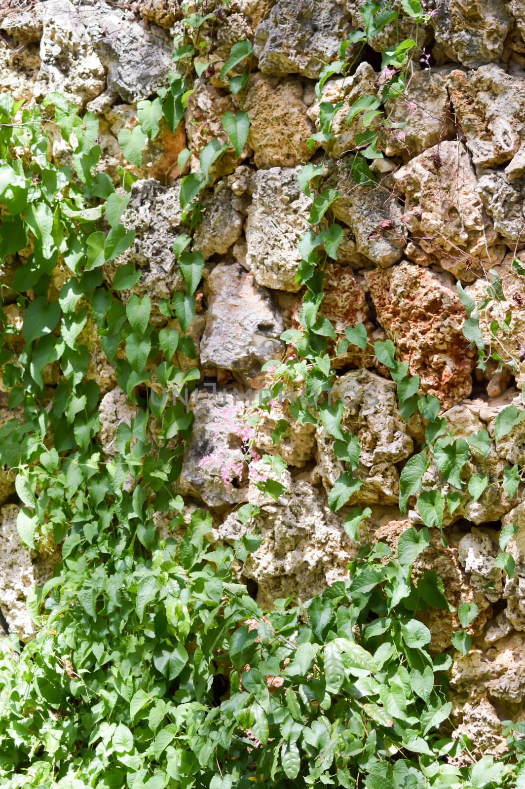 Ivy colonizing an old brown stone wall in Mombasa, Kenya