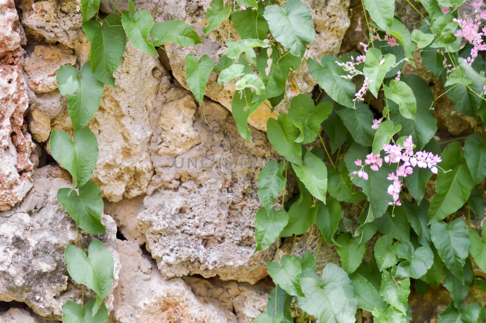 Ivy colonizing an old brown stone  by Philou1000