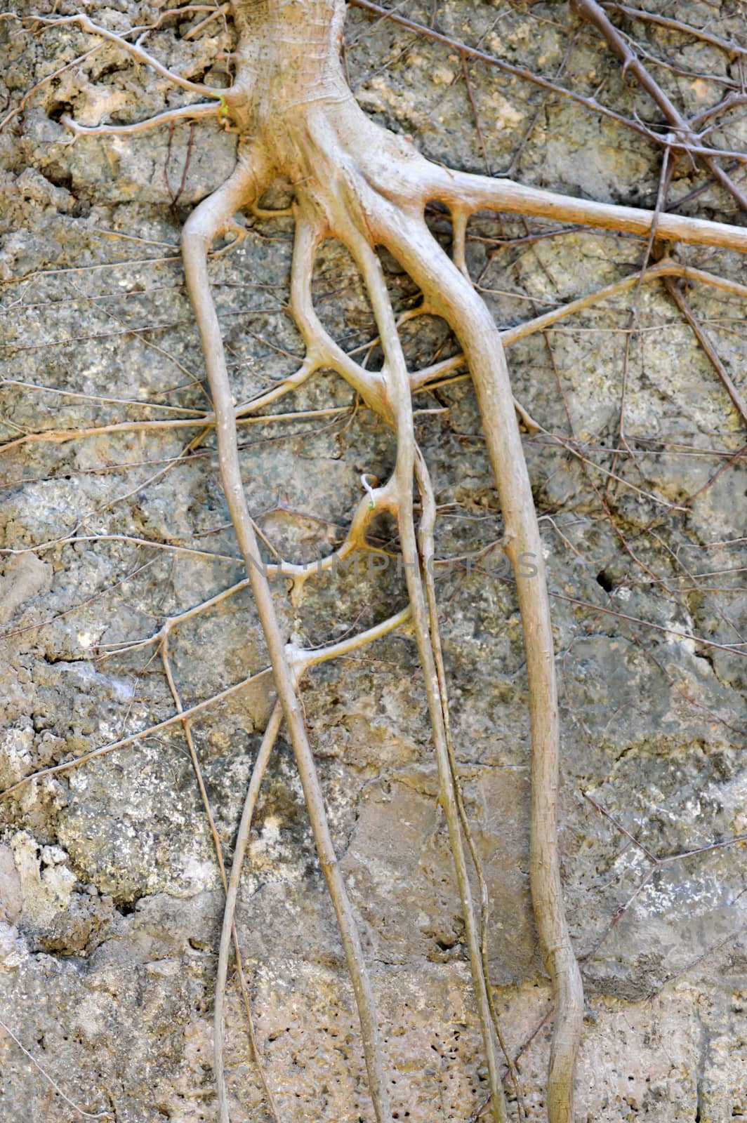 Root clumps of a shrub colonizing a stone wall in Kenya