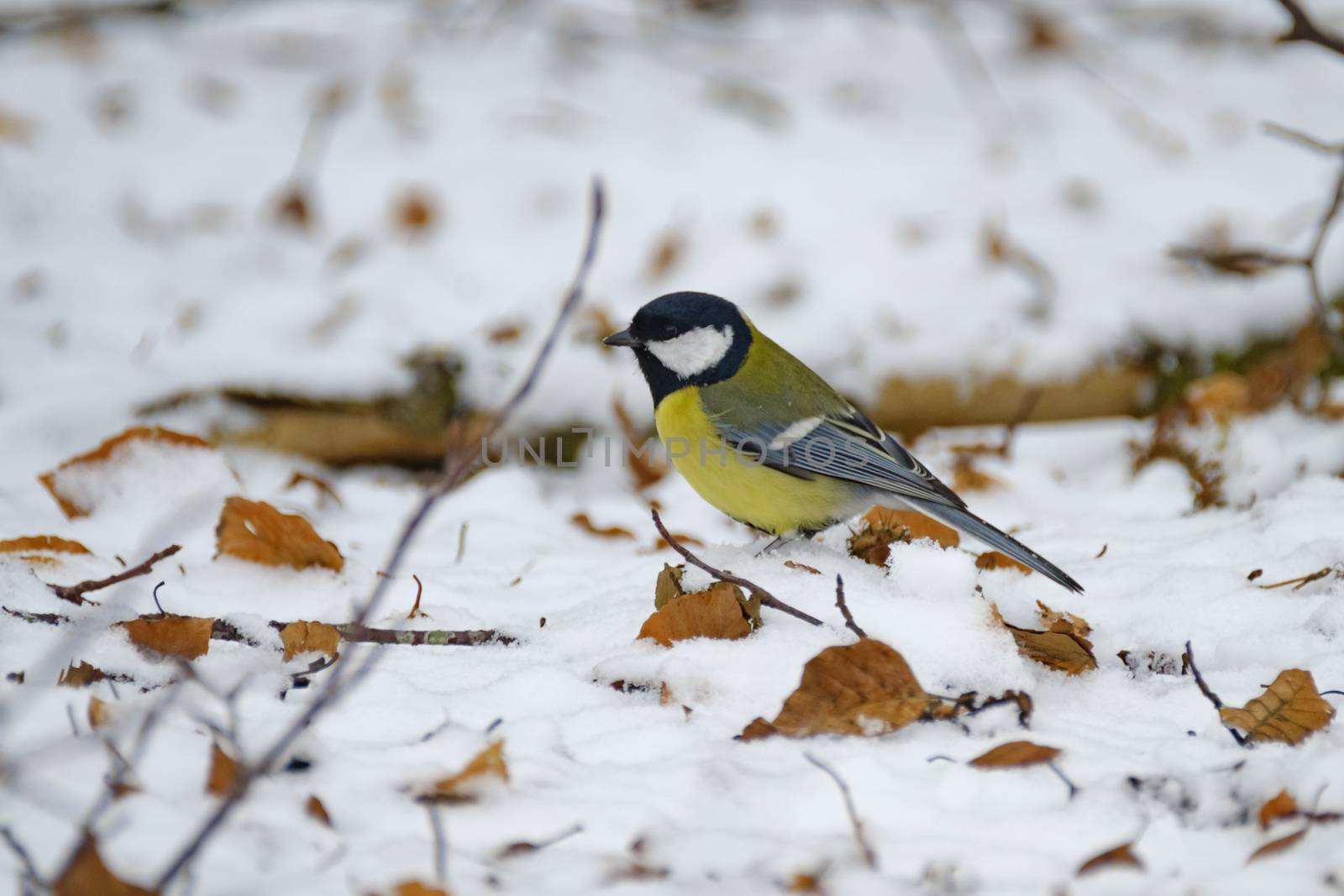A Great tit (Parus major) tries to find anything eatable in the snow during a cold winter-day
