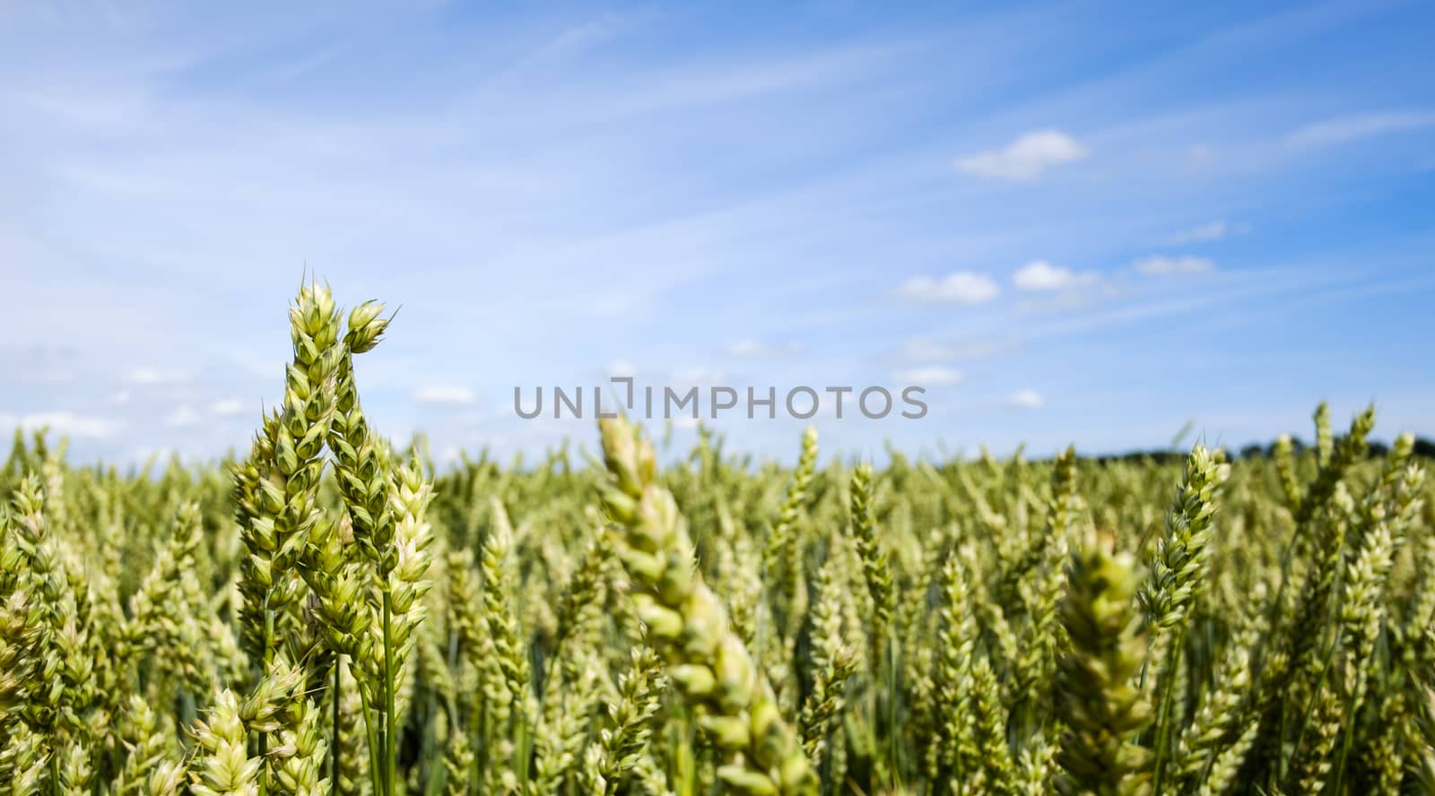 field with wheat against a blue sky and white clouds on a summer day