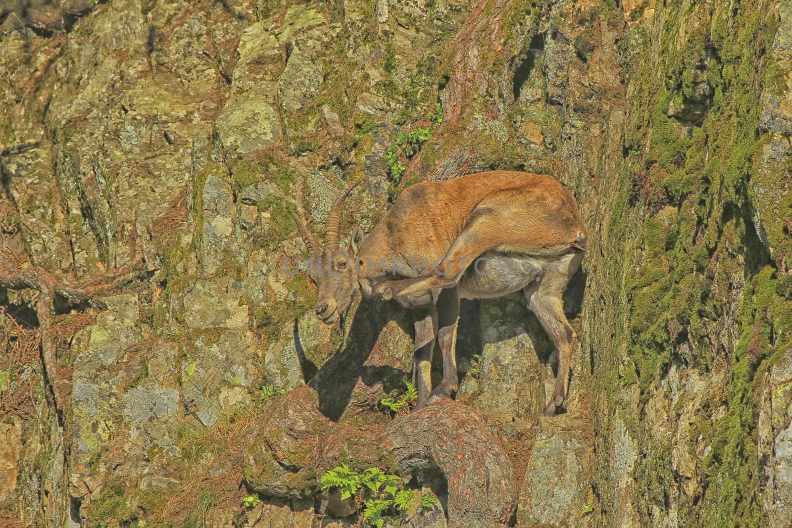 Ibex on the mountainside and rocks green