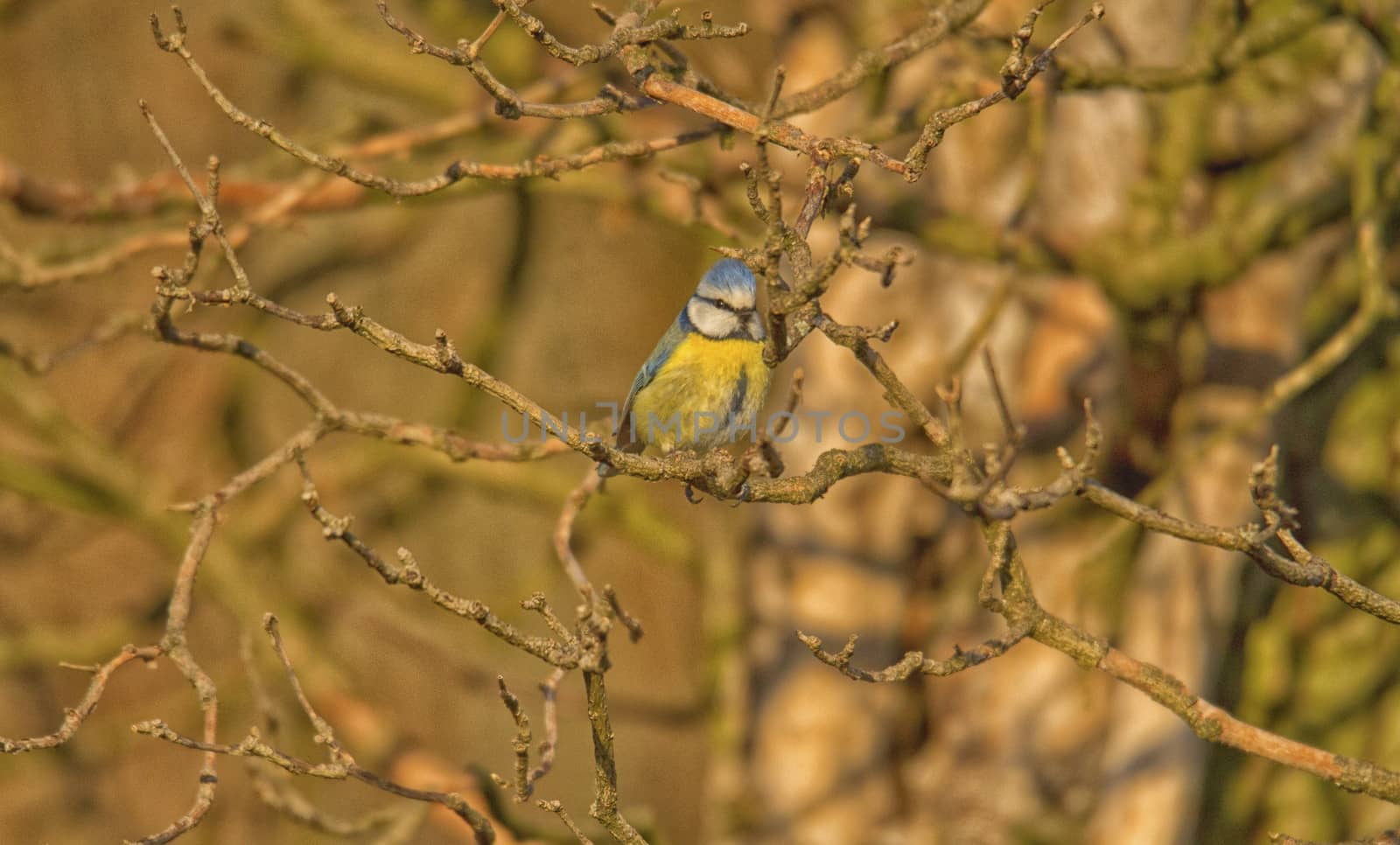 Blue tit Cyanistes caeruleus by mariephotos