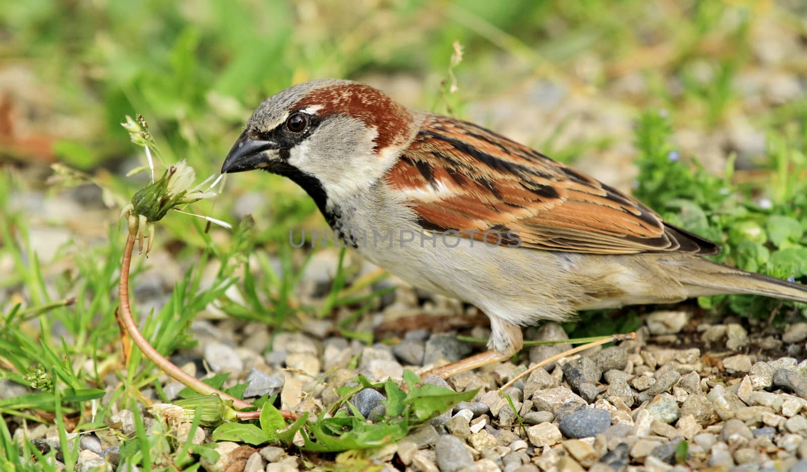 sparrow on nature background and grass