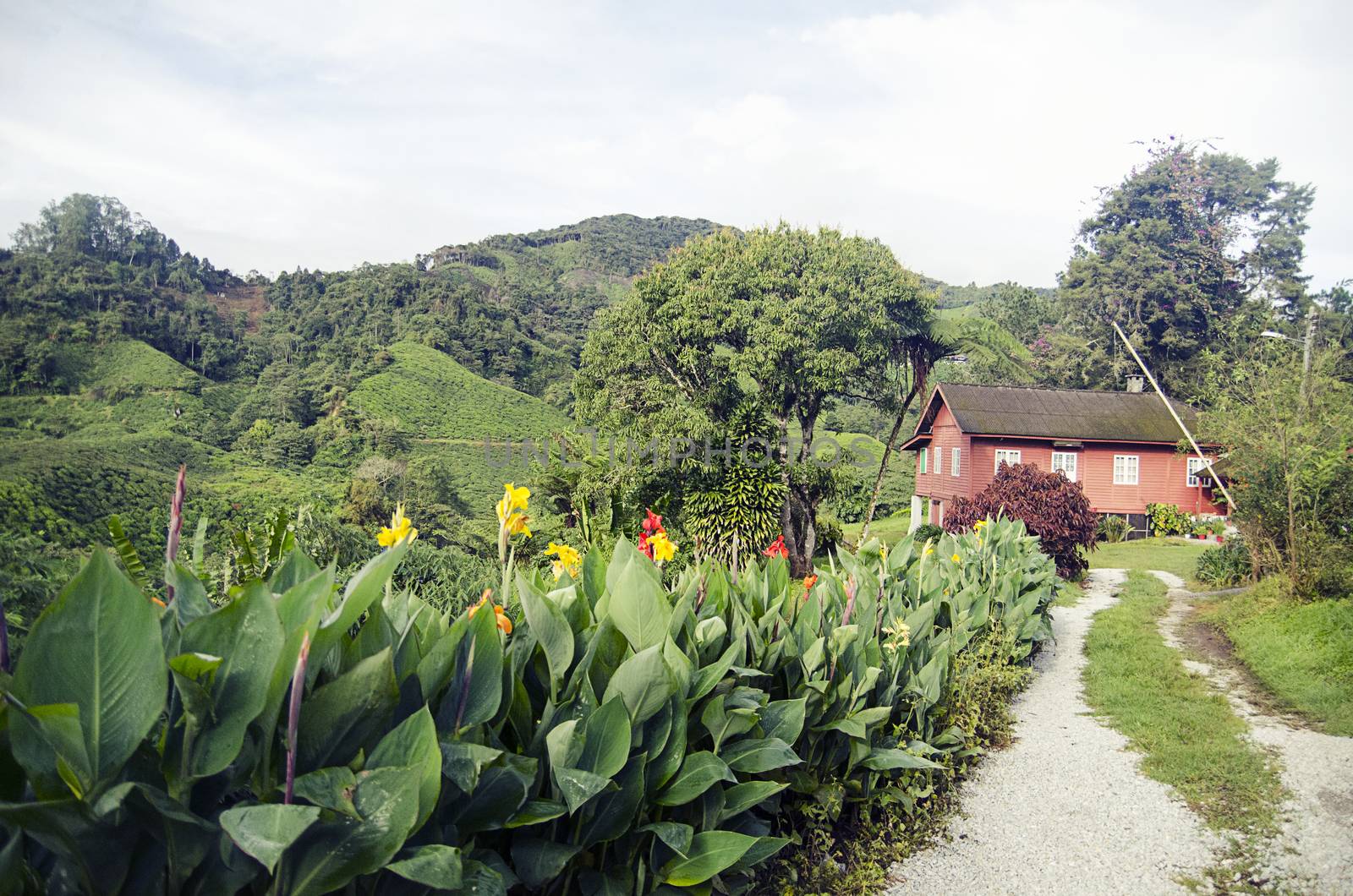 Rural green landscape, simple cottage with flowers and plants