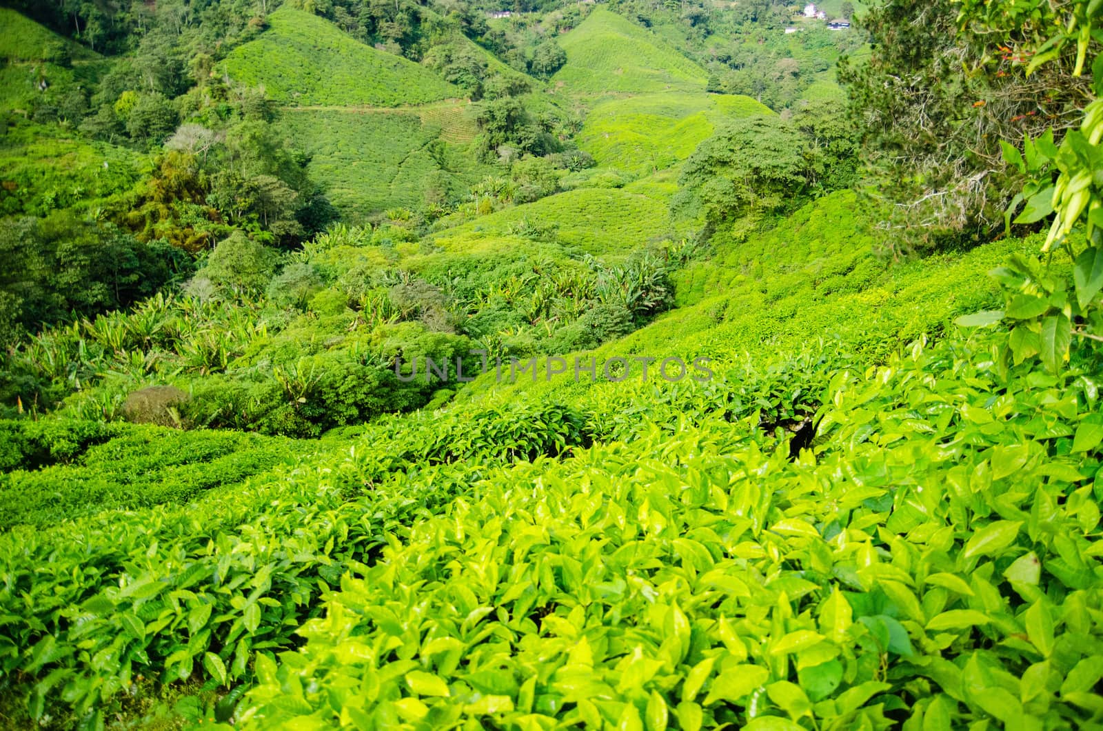 Tea plantations in Cameron Highlands, Malaysia. Green hills landscape