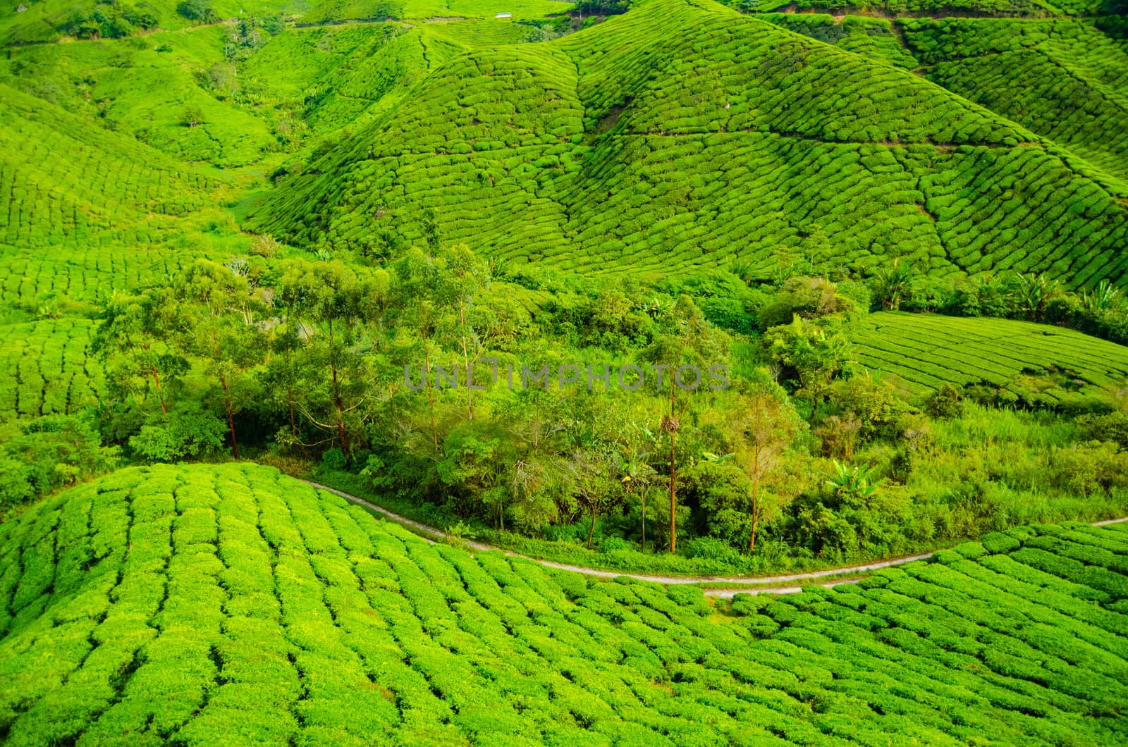 Tea plantations in Cameron Highlands, Malaysia. Green hills landscape