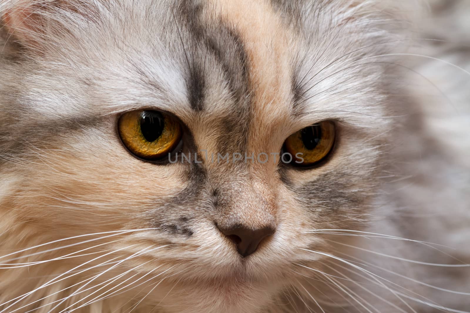 Cat three-color close-up by fogen