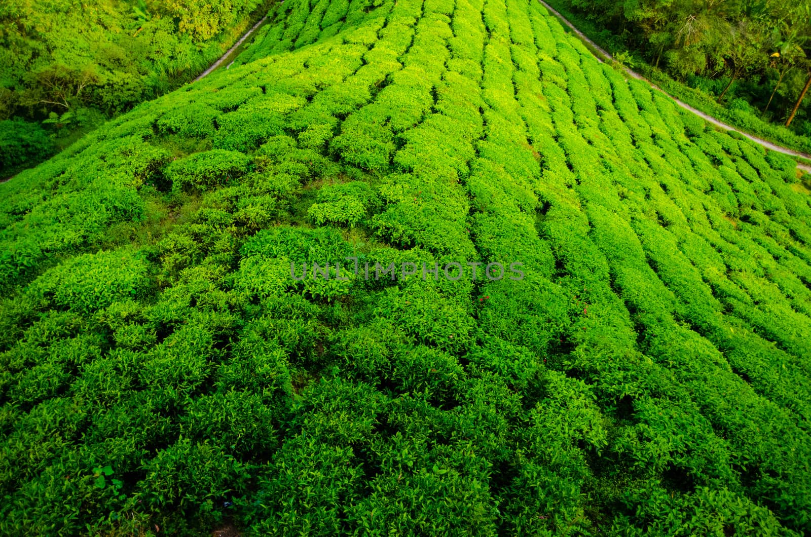 Tea plantations in Cameron Highlands, Malaysia. Green hills landscape