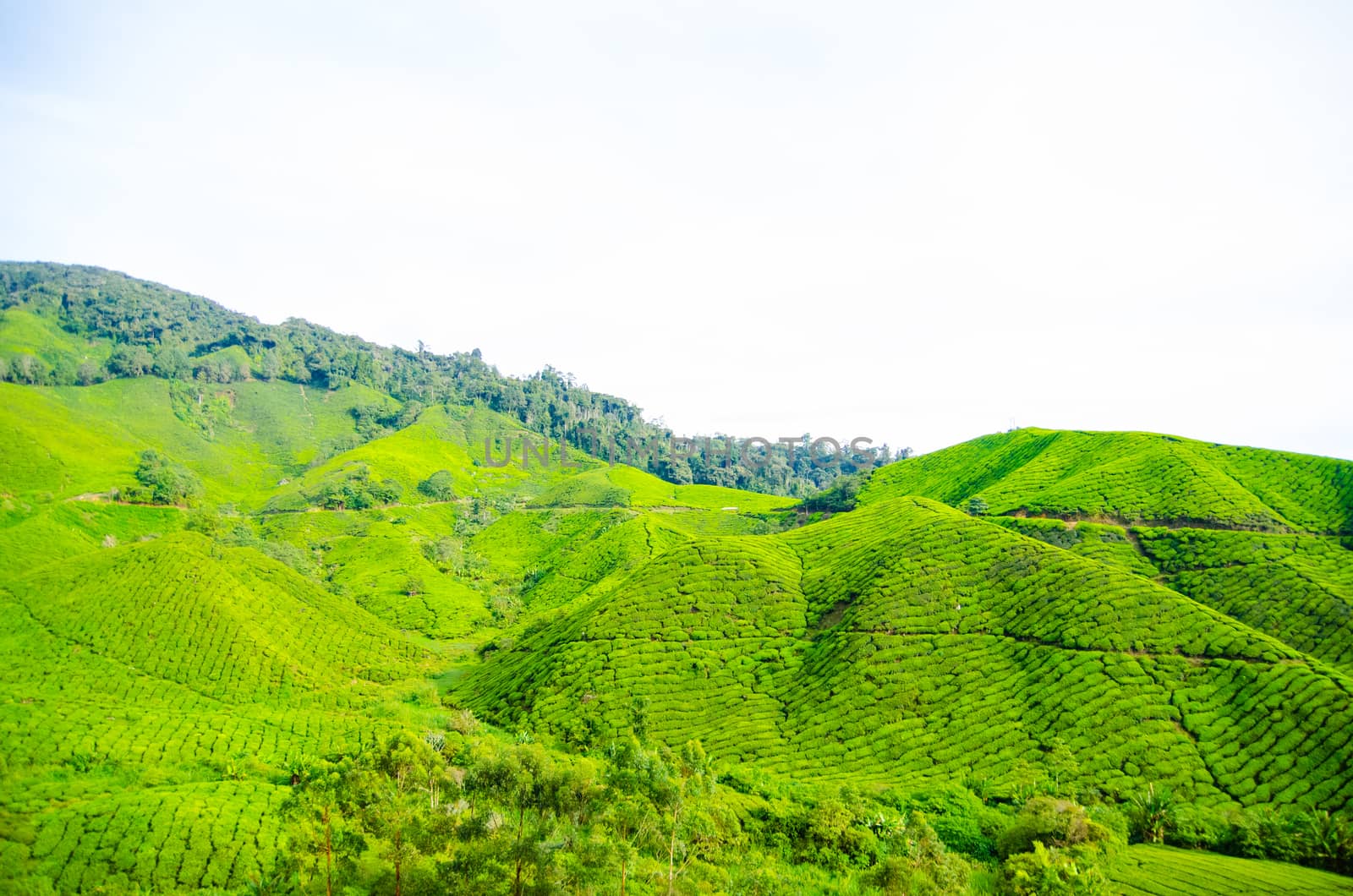 Tea plantations in Cameron Highlands, Malaysia. Green hills landscape