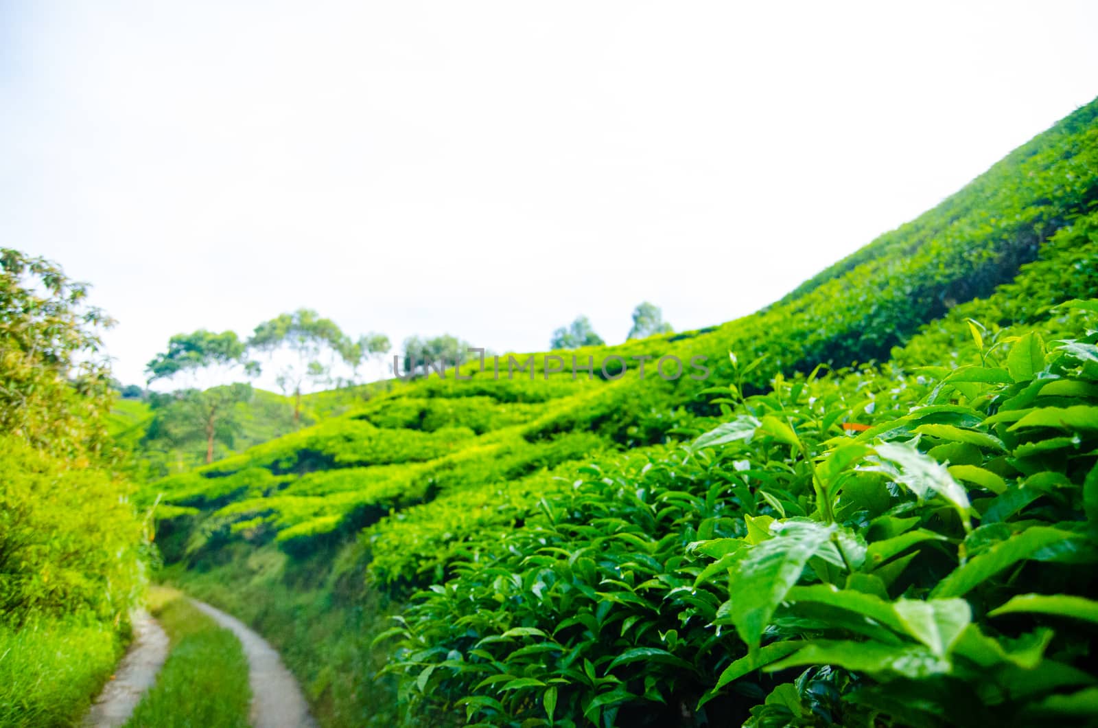 Tea plantations in Cameron Highlands, Malaysia. Green hills landscape