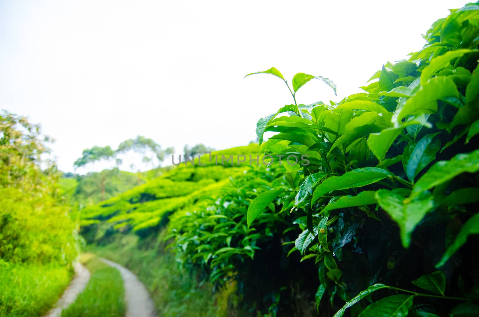 Tea plantations in Cameron Highlands, Malaysia. Green hills landscape