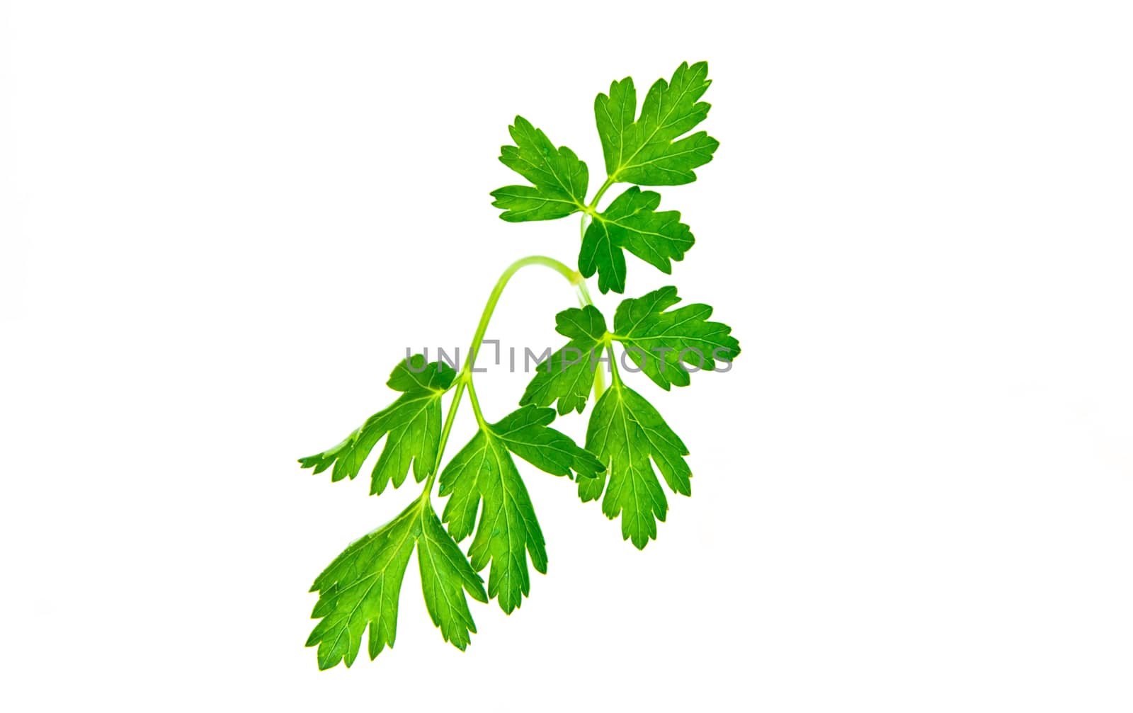 Curly Leaf Parsley sprig from the garden by huntz