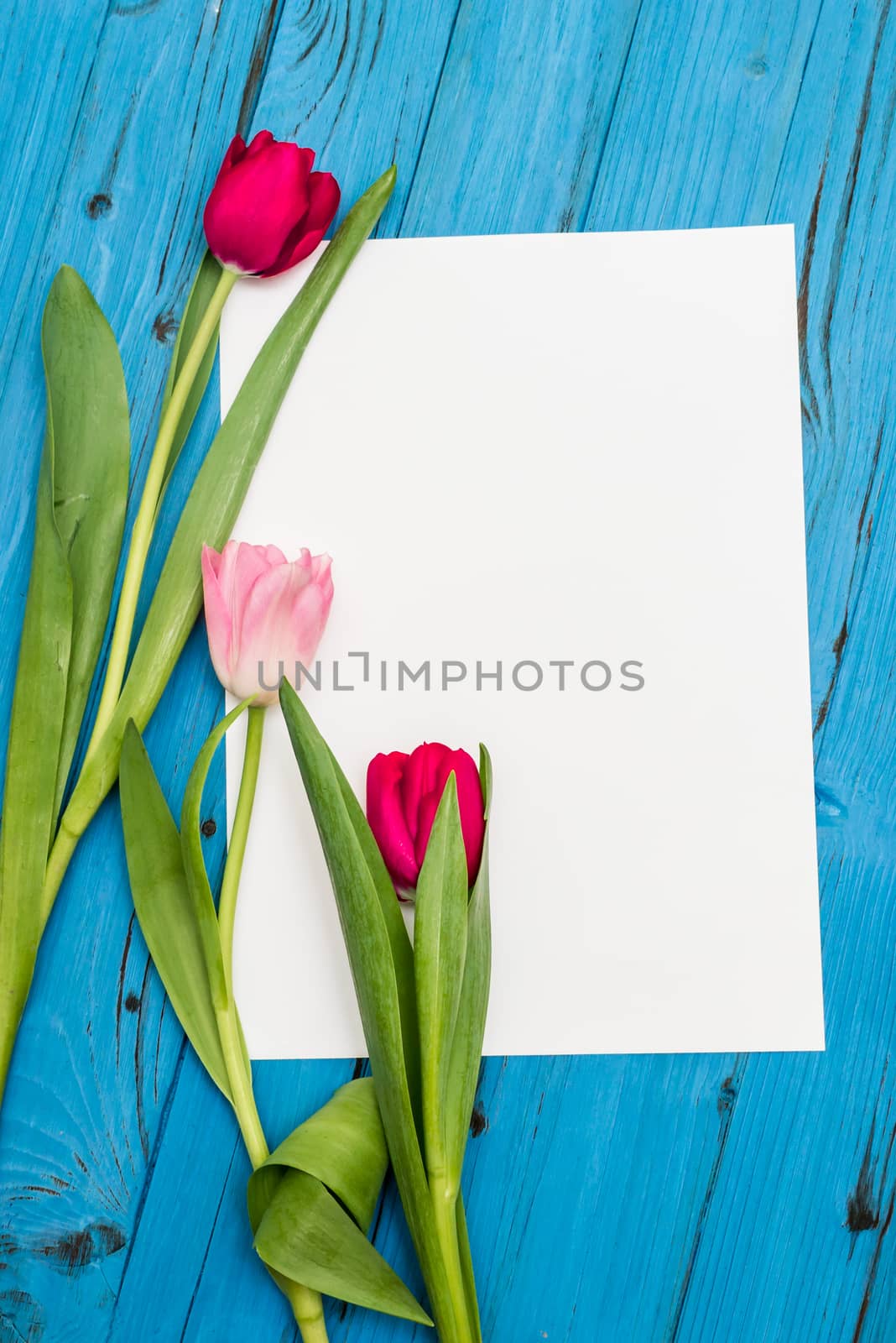 top view of red and pink tulips and sheet of paper for your greetings on the background of blue wooden board