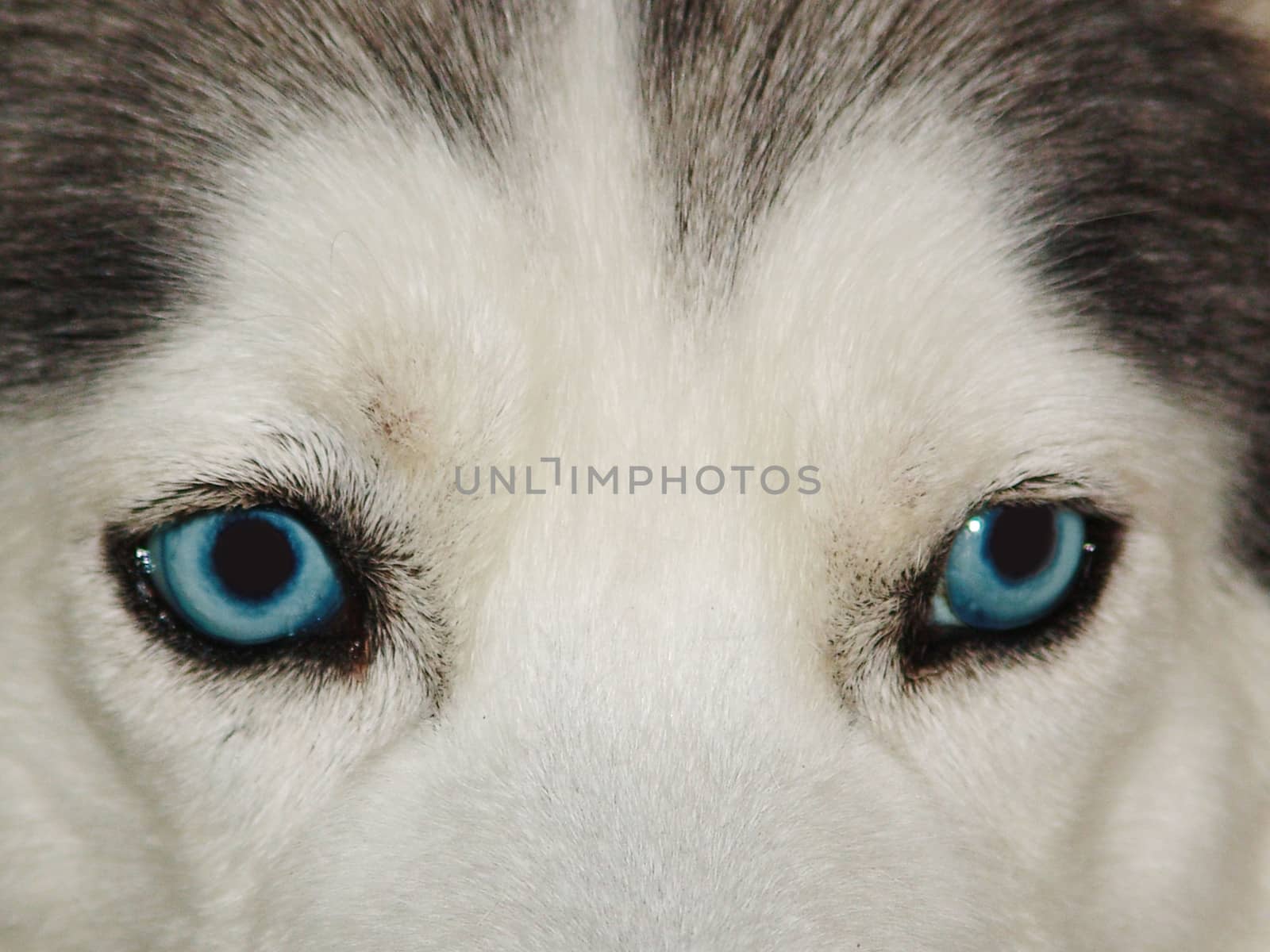 husky. close-up shot of husky dog blue eyes by elena_vz