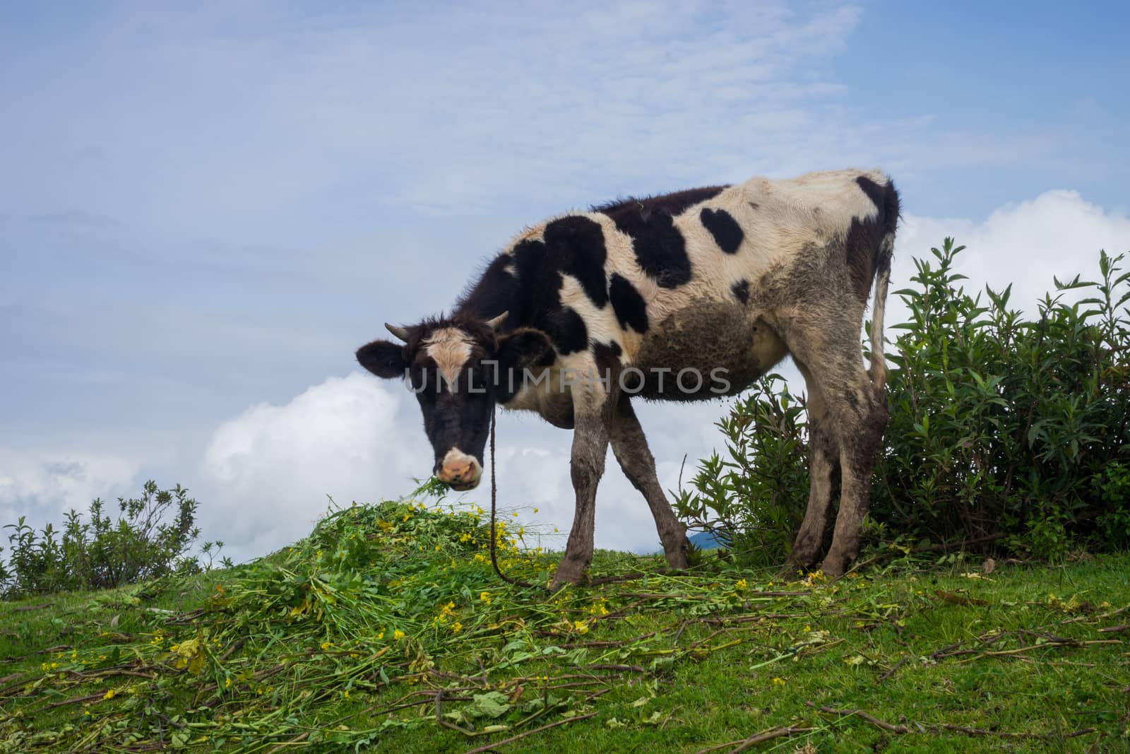Cow in the mountains by roglopes