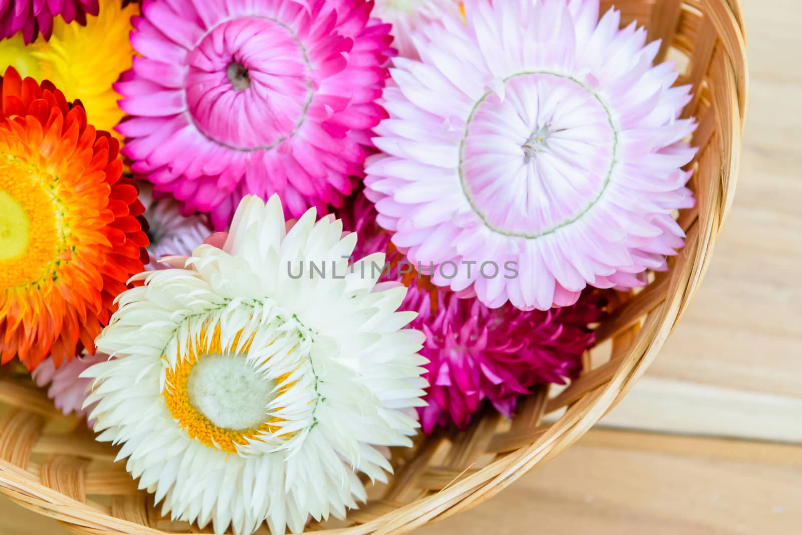 Beautiful strawflowers on wooden table