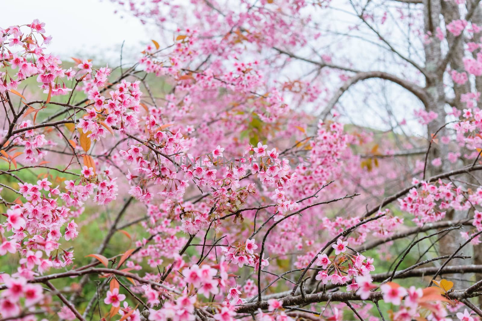 Sakura flowers blooming blossom in PhuLomLo Loei Province , Thailand