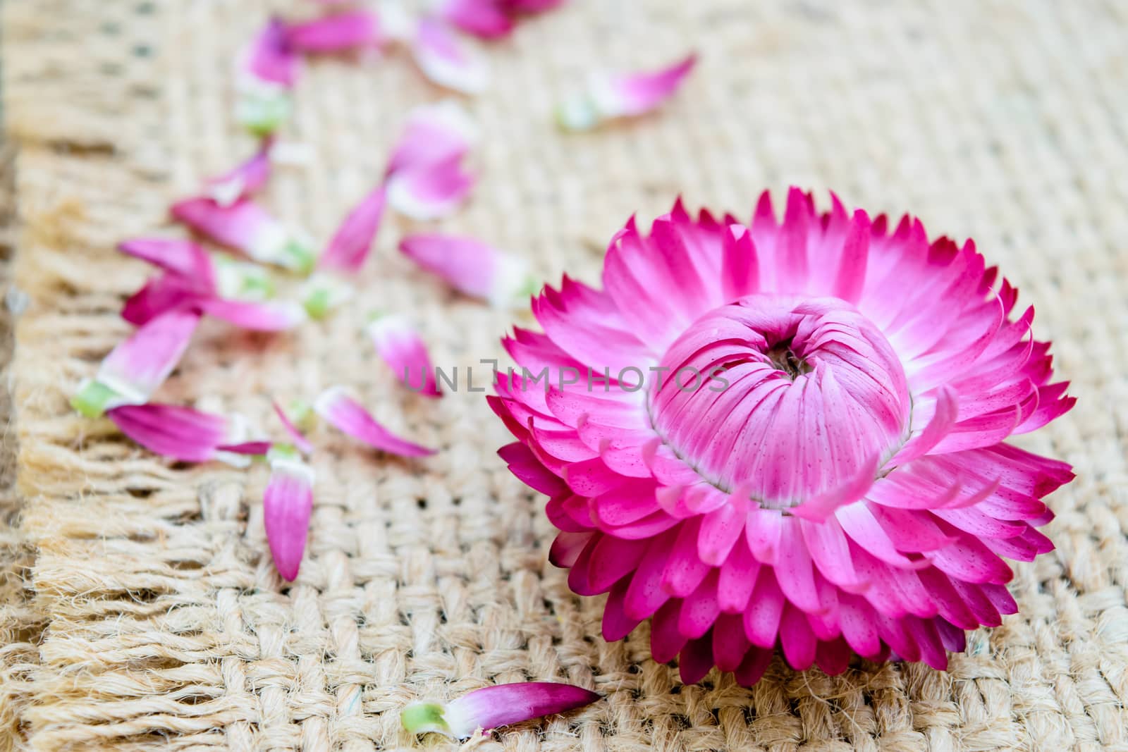 Beautiful strawflowers on wooden table