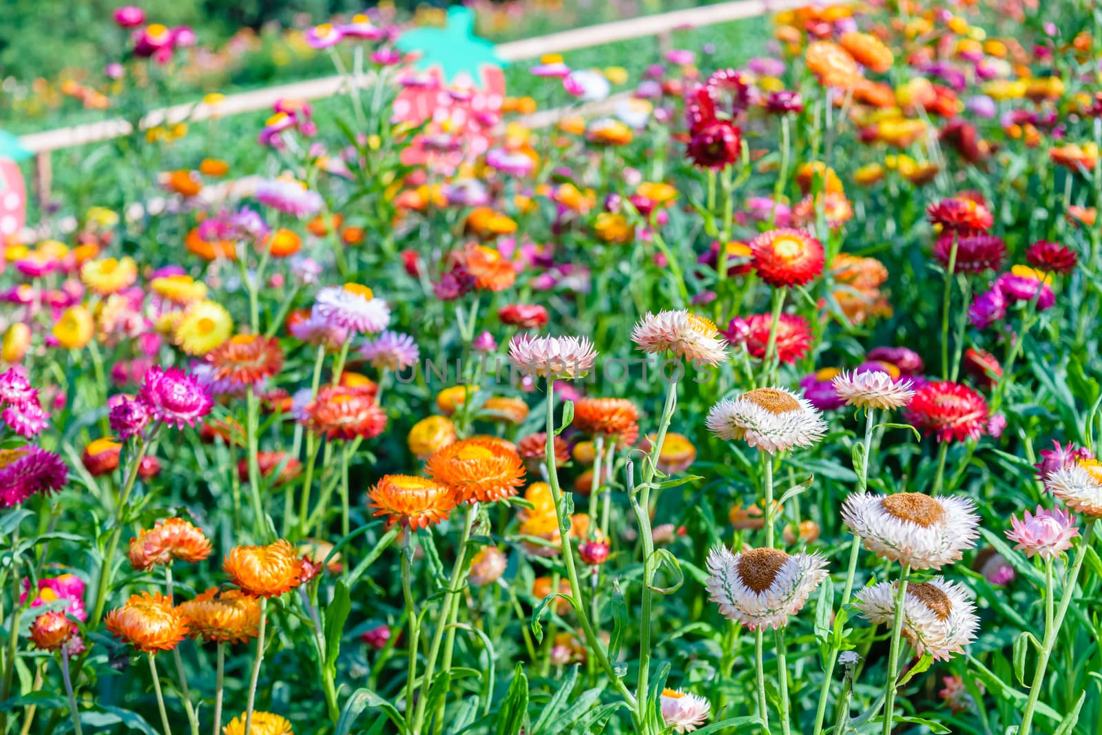 beautiful growing strawflowers in the garden