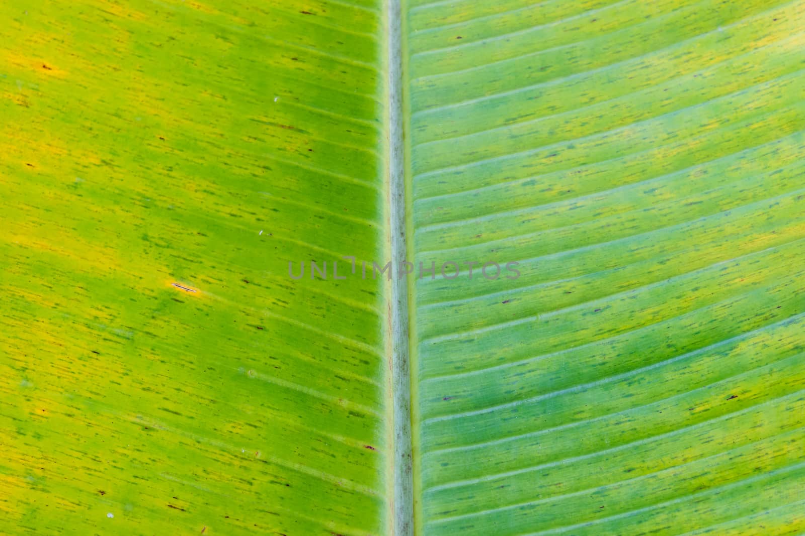 Banana leaf texture by naramit