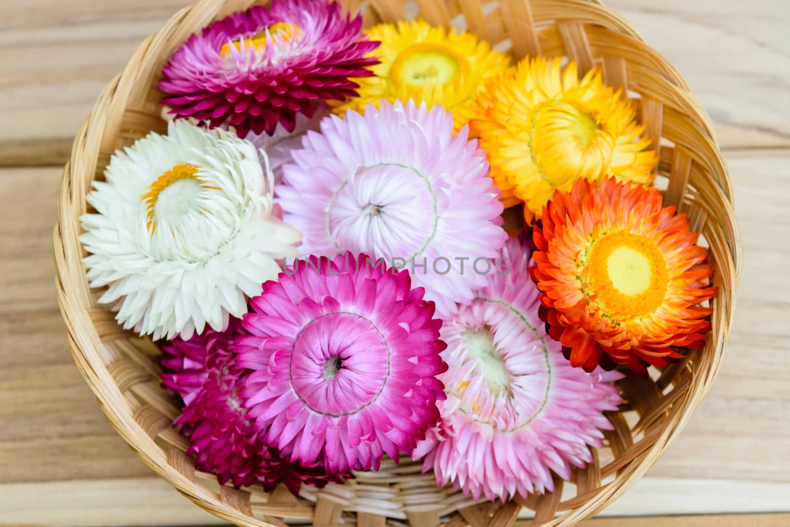 Beautiful strawflowers on wooden table