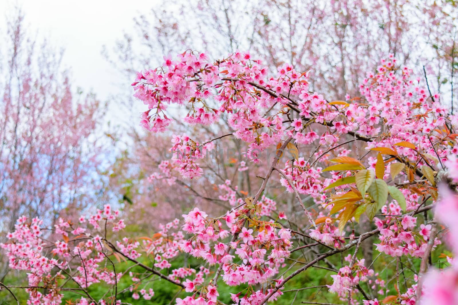 Sakura flowers blooming blossom in PhuLomLo Loei Province , Thailand