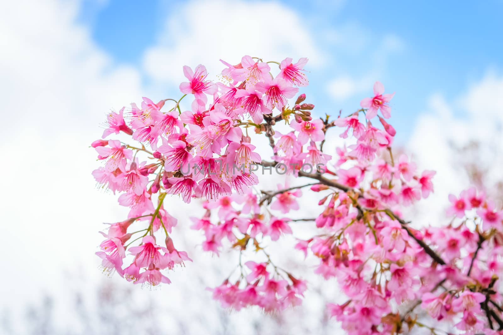 Sakura flowers blooming blossom in PhuLomLo Loei Province , Thailand