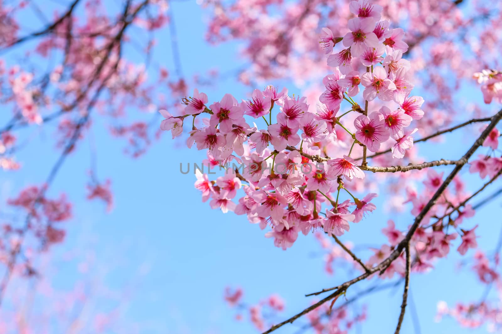 Sakura Thailand by naramit