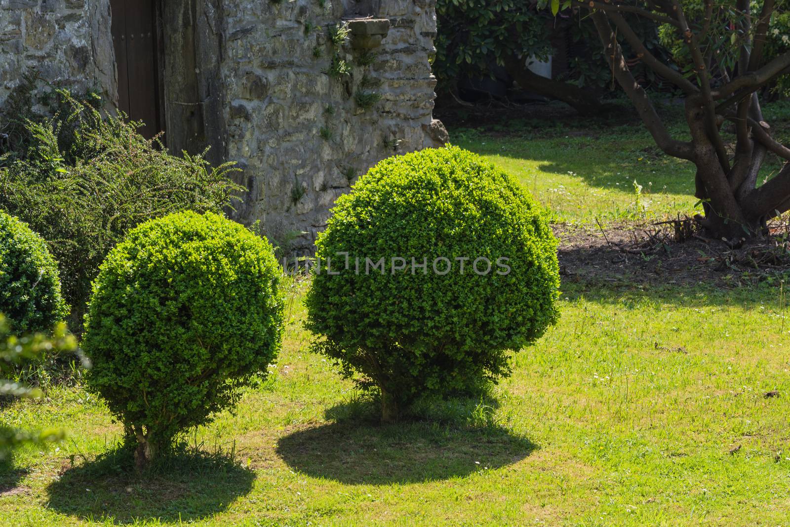 Arborvitae Thuja cut in shape on a meadow.