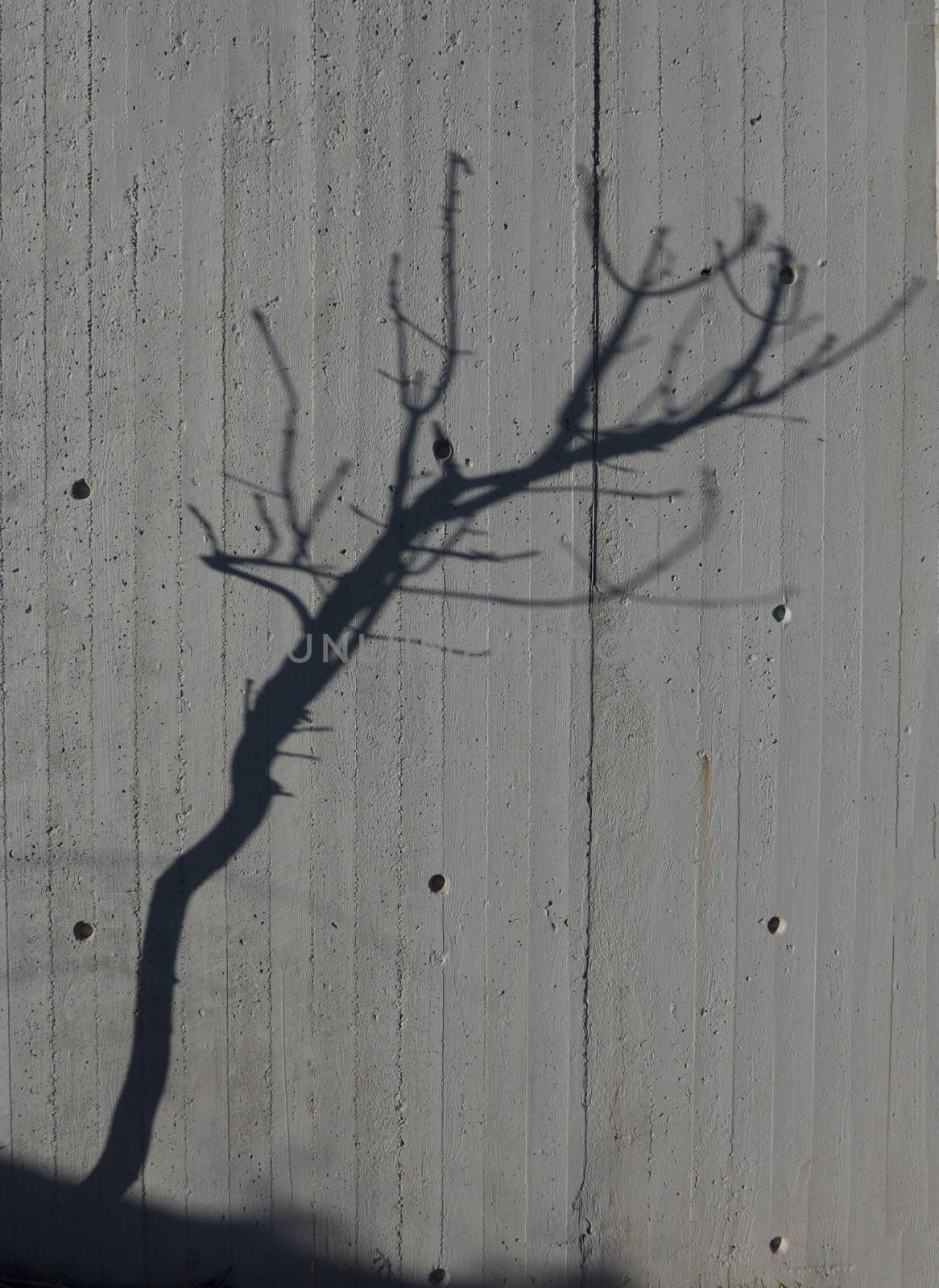 a shadow of a naked tree on a cement concrete background by Ragga74