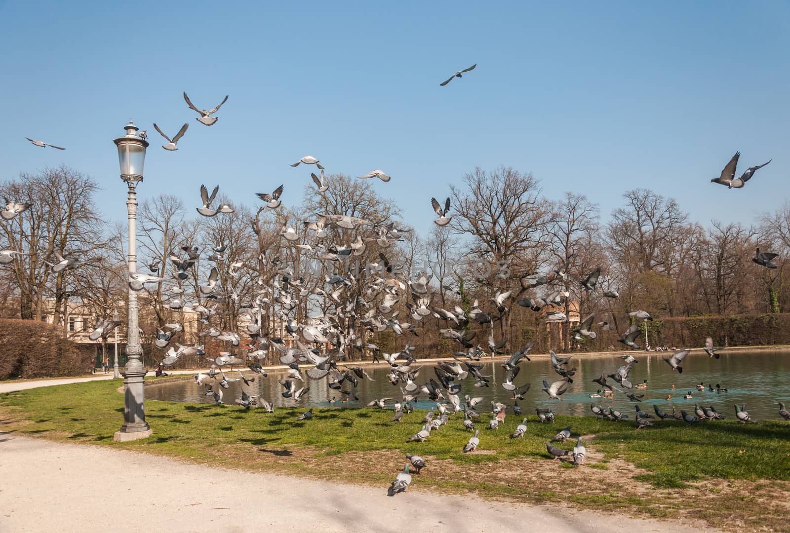 sunny day of early spring, little lake in park with many flying pigeons