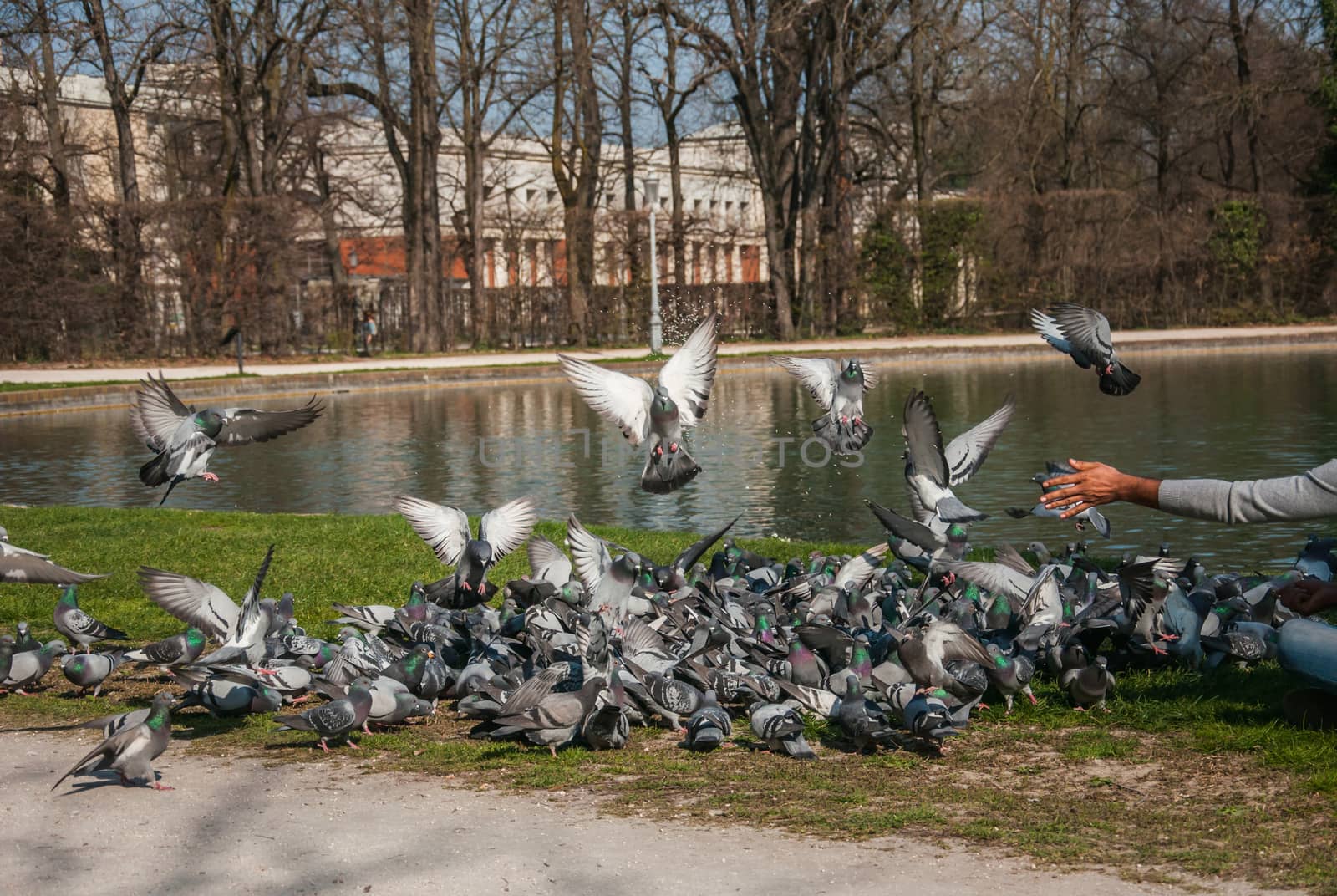 many pigeons in park. hand feeds pigeons