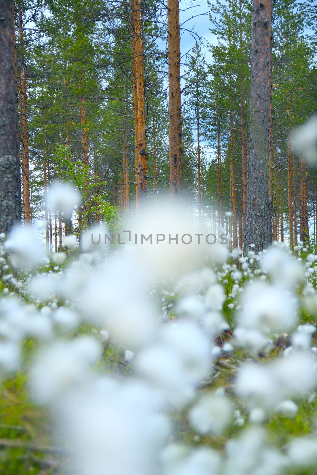 Blooming white flowers of Cottongrass in Lapland pine forest