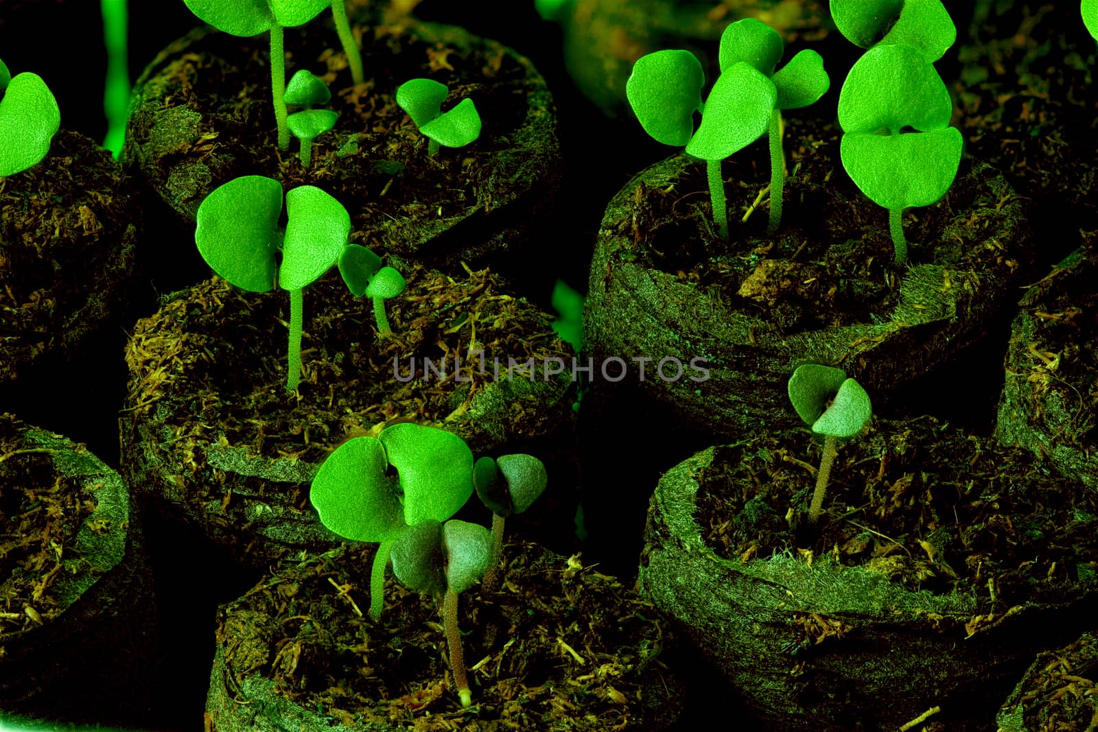 Green shoots Cultivating seedlings by mrivserg
