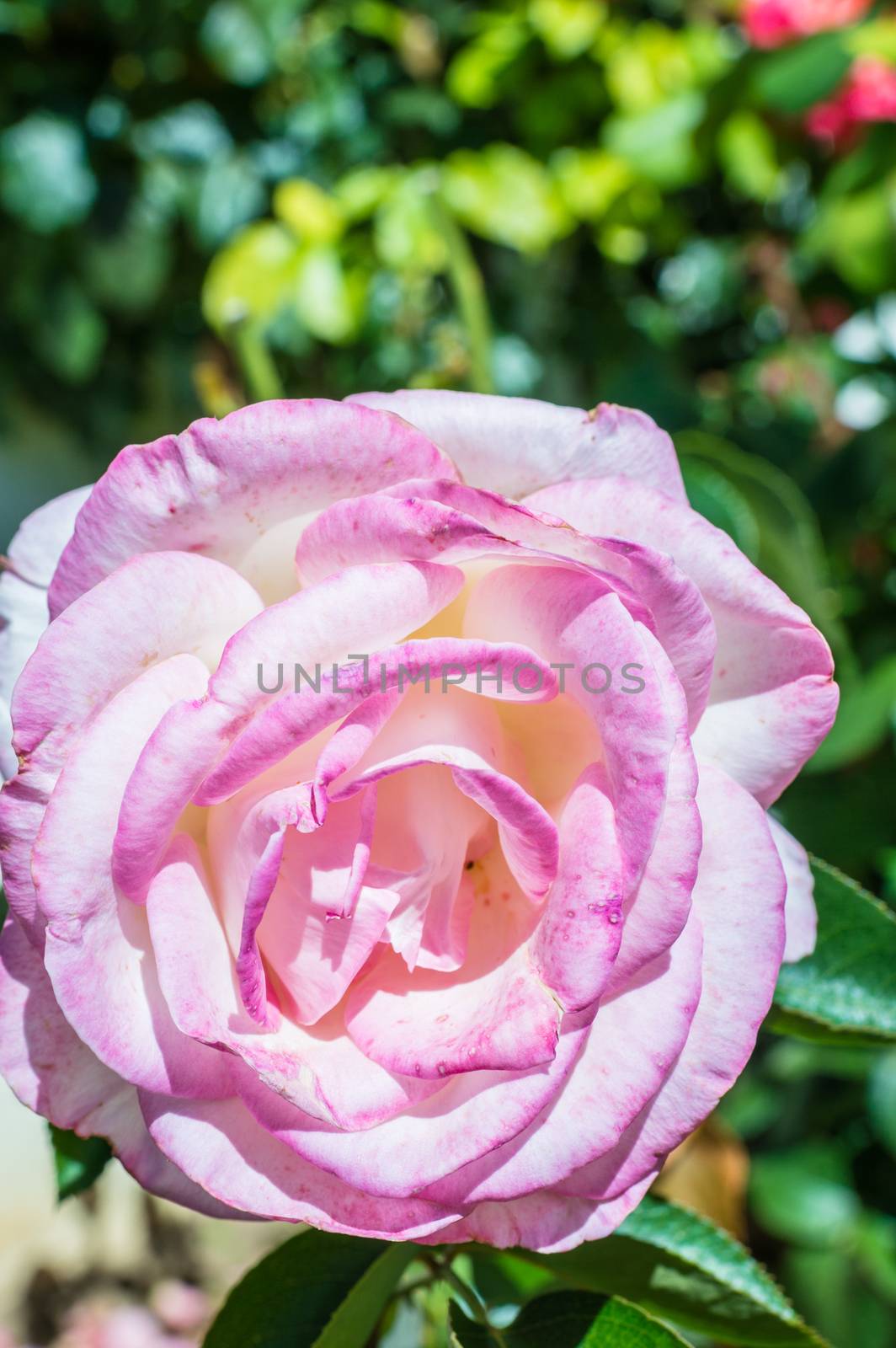 pink rose in the garden by okskukuruza