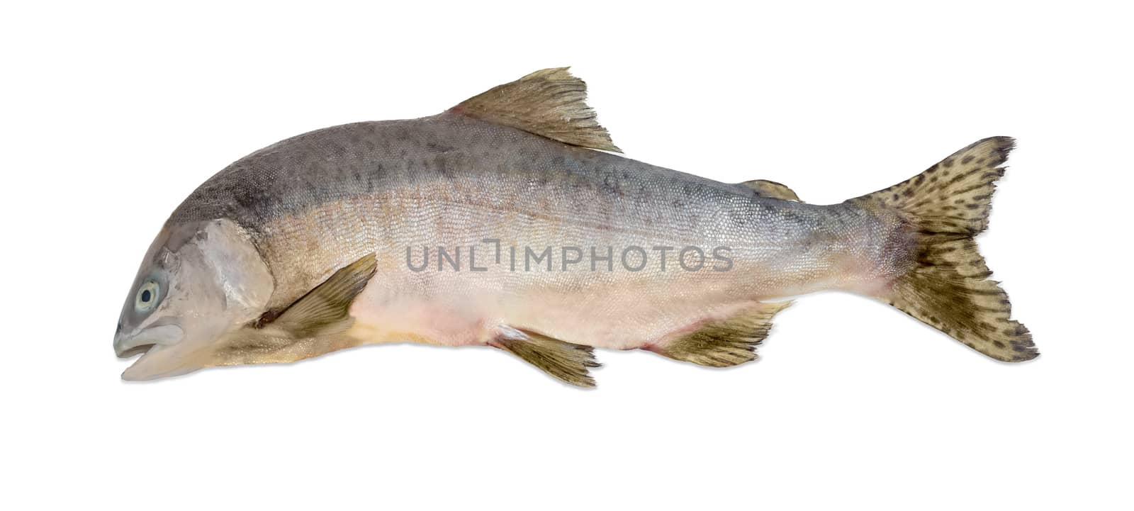 Whole uncooked pink salmon closeup on a light background
