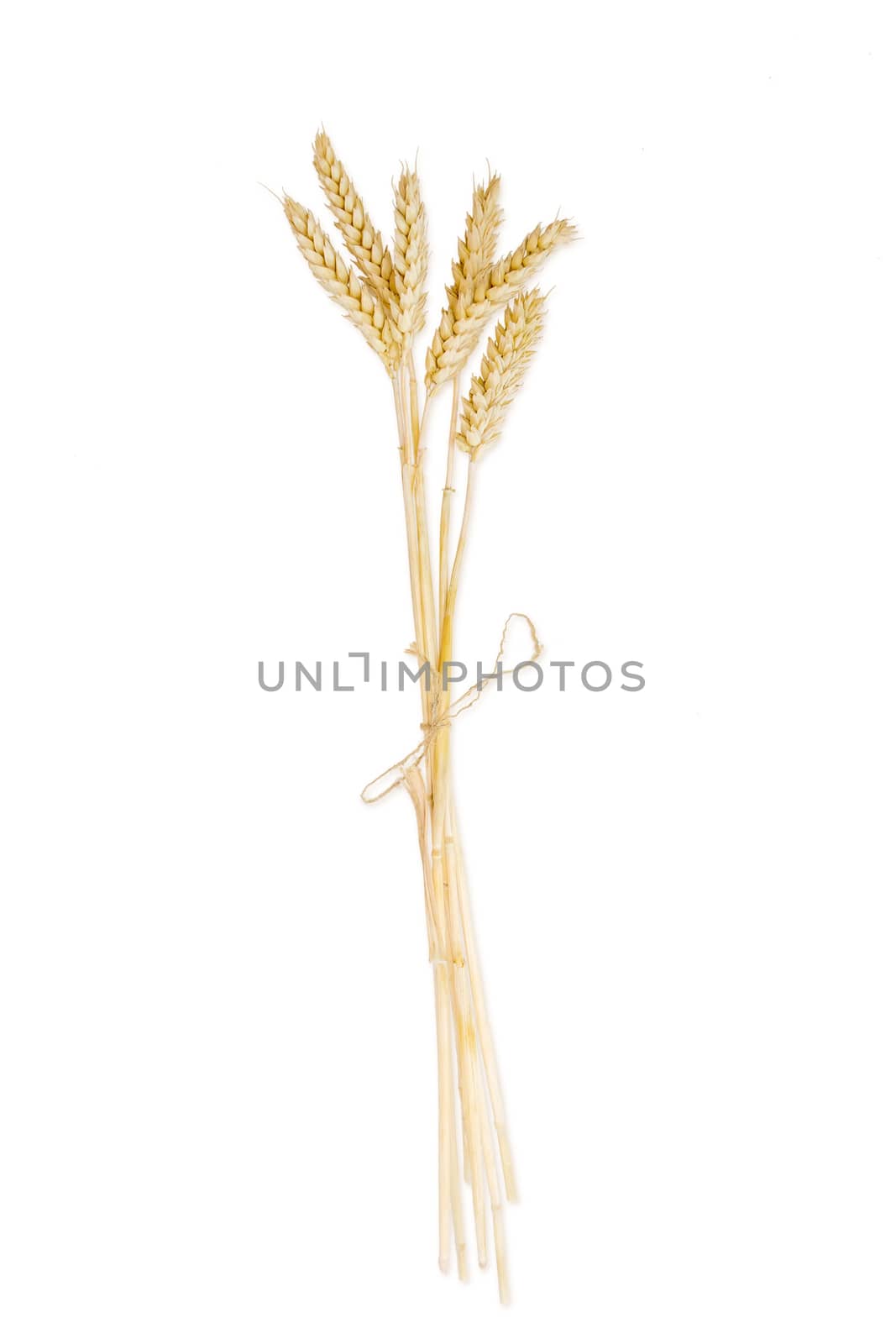 Several stems of wheat with ears on a light background by anmbph