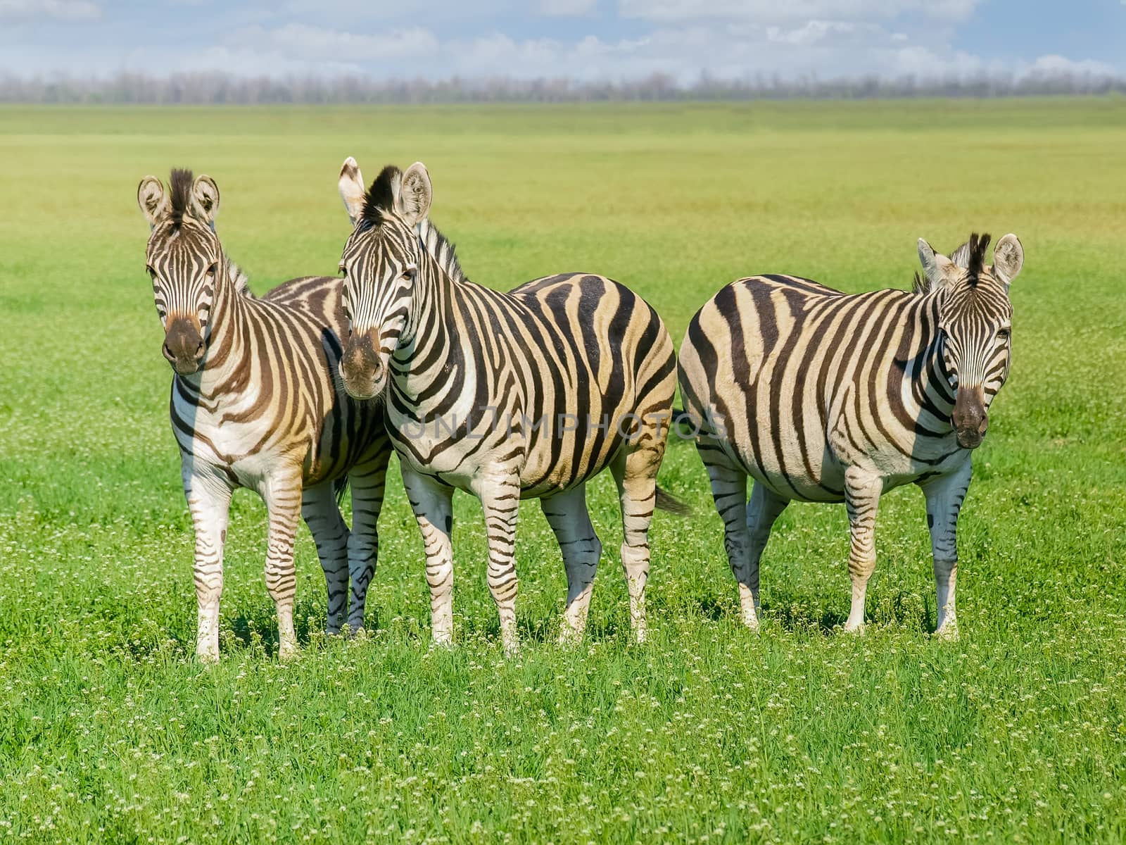 Three Grevy's zebras in steppe in the spring by anmbph