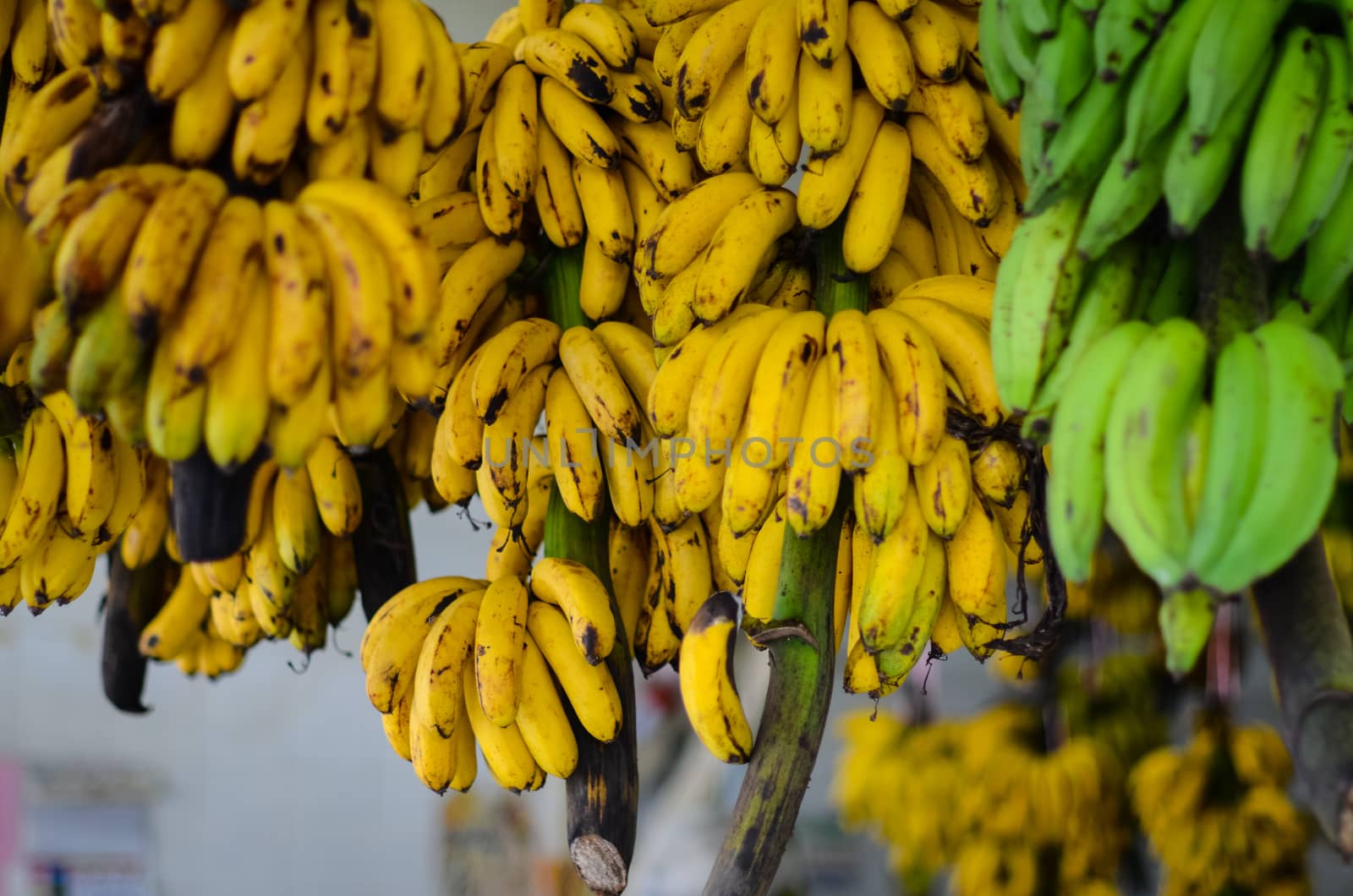 Green and yellow bananas in the asian market. Fruit selling in Malaysia 