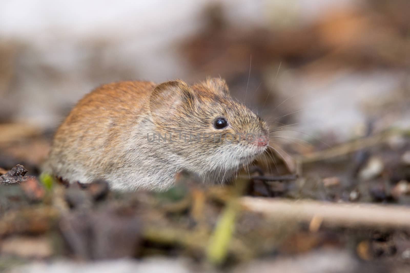 The photo shows a mouse in the snow