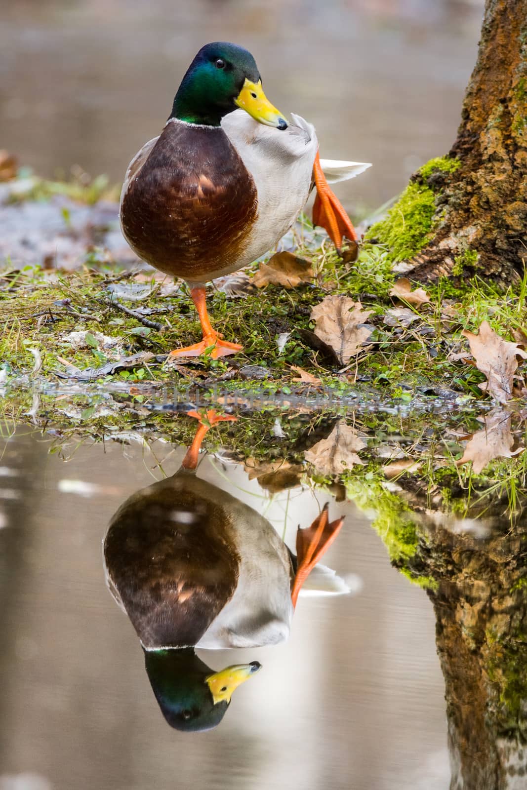 The photo shows a duck on the shore with a reflection