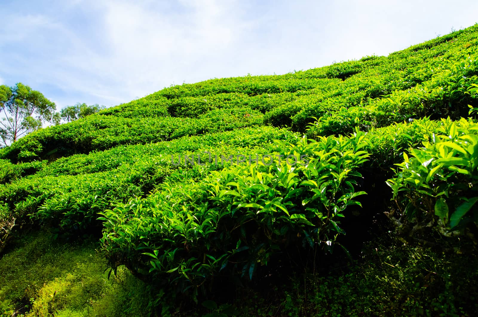 Tea plantations in Cameron Highlands, Malaysia. Green hills landscape