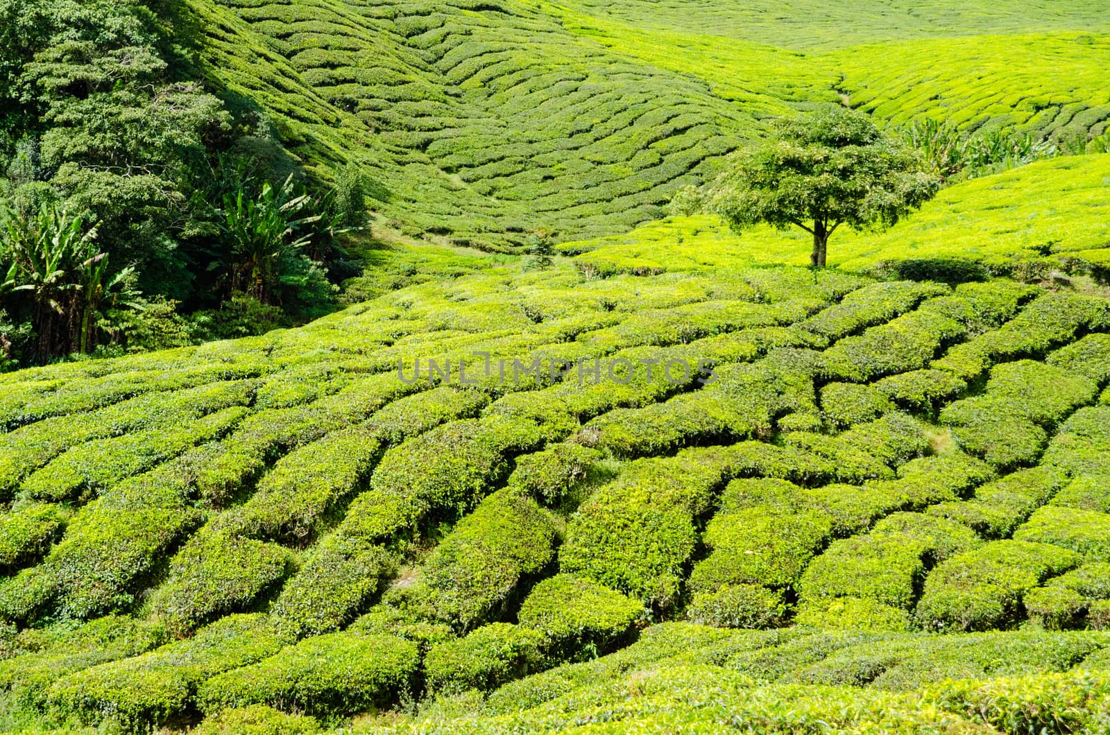 Tea plantations in Cameron Highlands, Malaysia. Green hills landscape